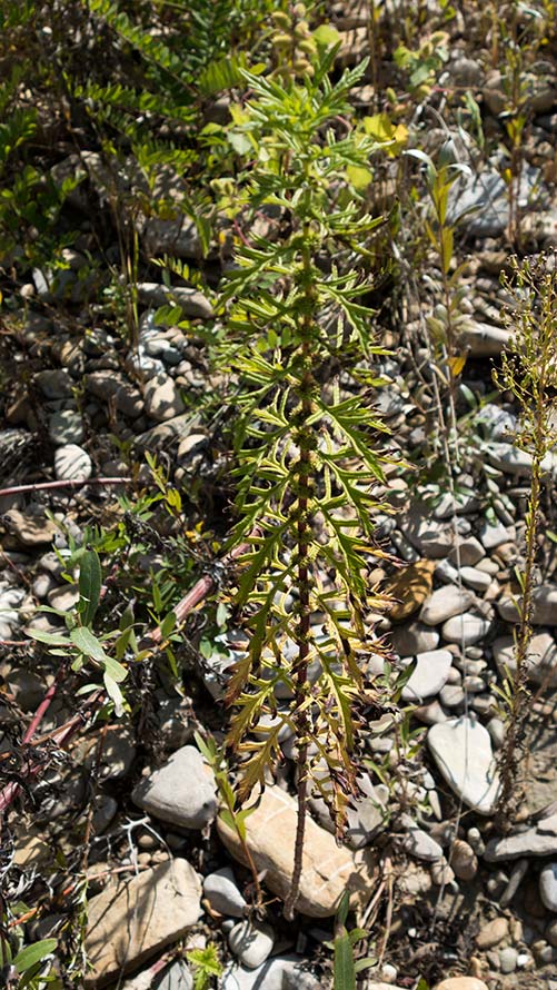 Lycopus exaltatus (Lamiaceae)